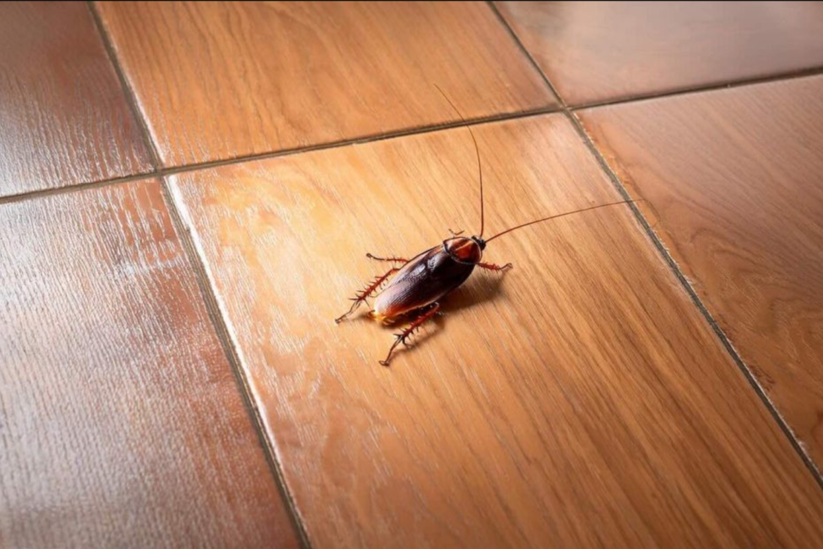 A konyhád a csótányok paradicsoma: minden nap használod, és ők imádják