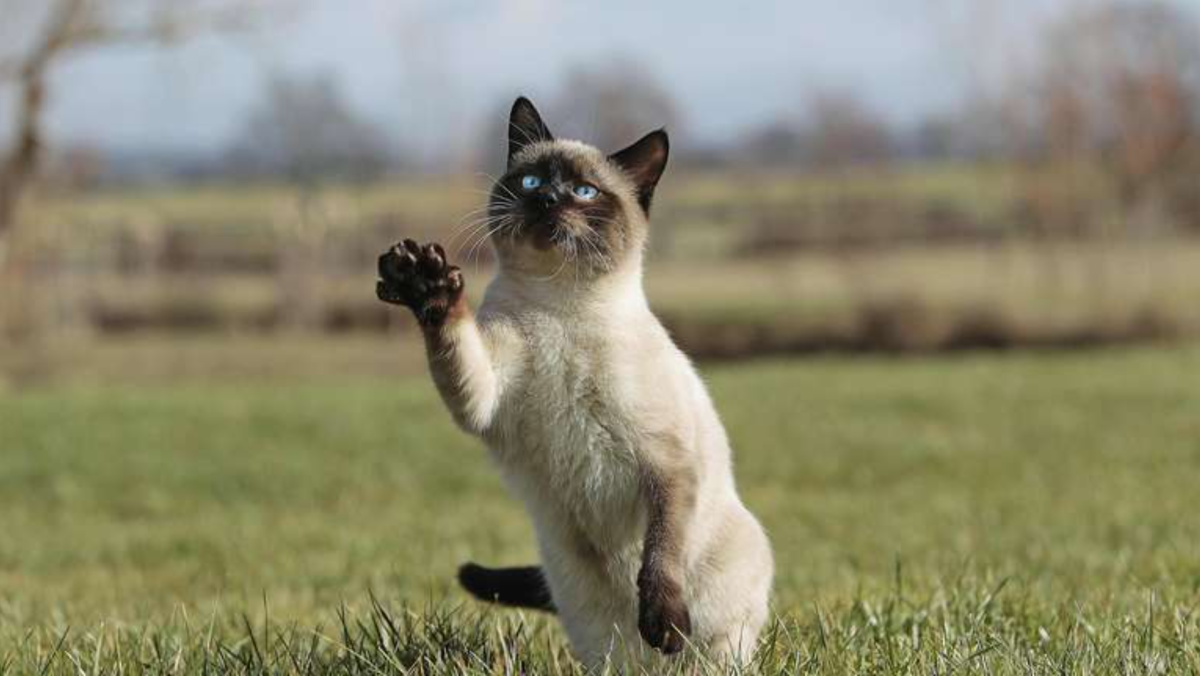 A macskák többet értenek, mint gondolná: miért olyan okos a cicája, mint egy kisgyerek