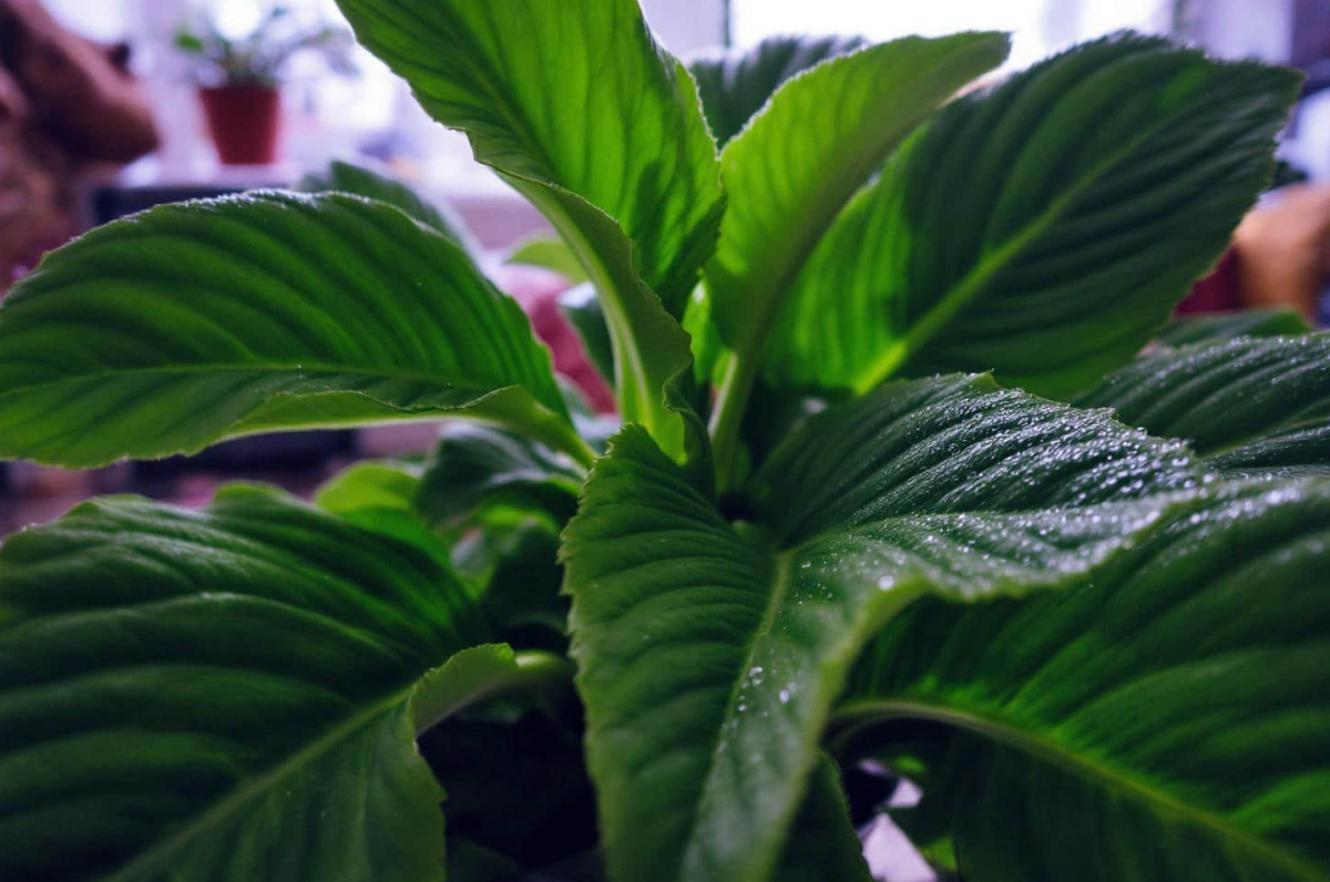 Amikor a növények lesznek a legjobb szövetségeseid a téli nedvesség ellen