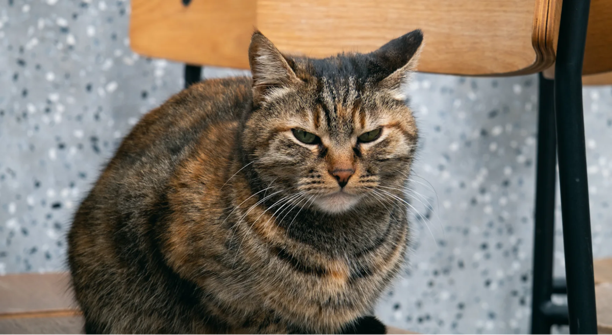 Miért népszerűek a macskakávézók – és miért váltanak ki vitát