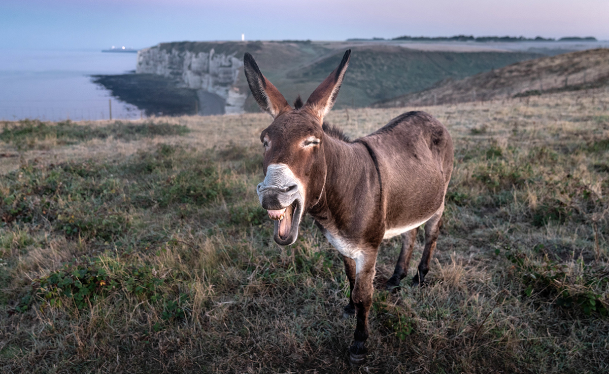 Milyen hangot ad ki a szamár?