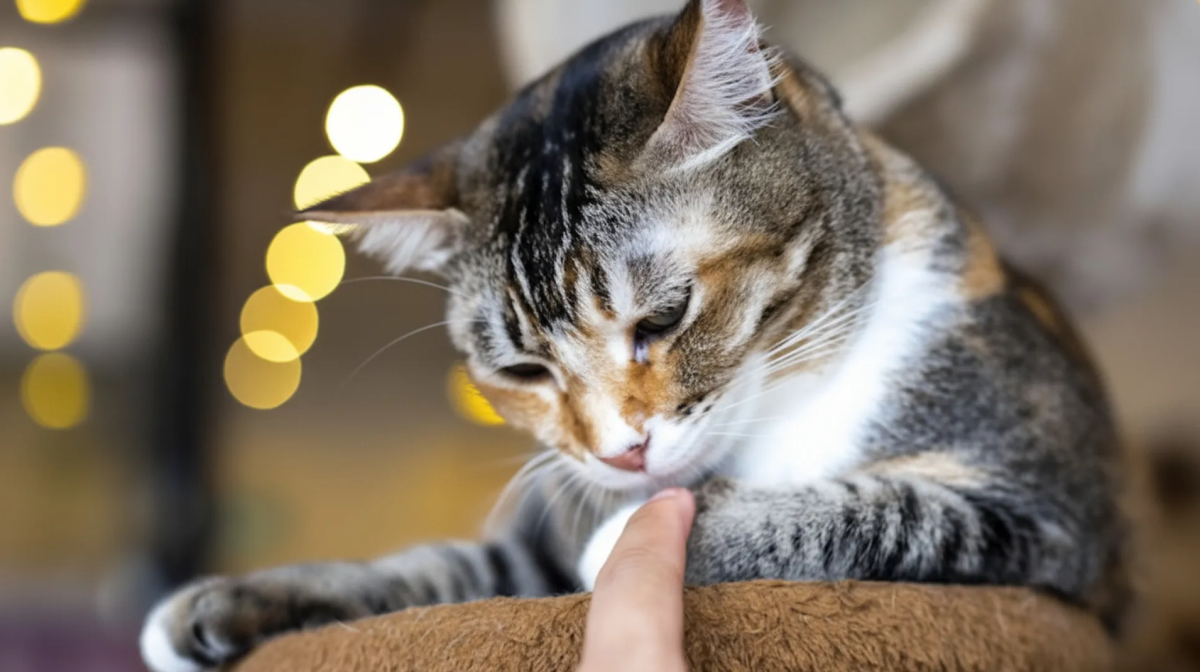 Mit éreznek a macskák, amikor hosszasan simogatjuk őket? – állatorvosi magyarázat
