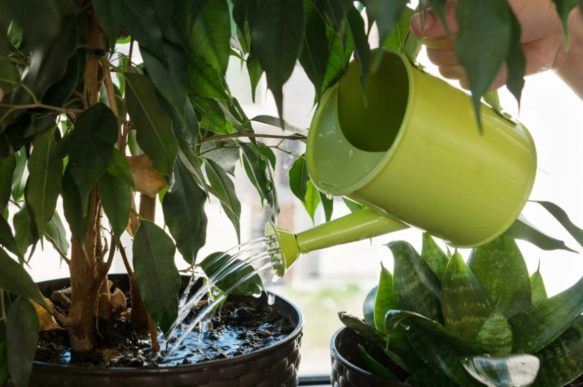 Nem a csapvíz az igazi: melyik a legjobb víz a növényei öntözéséhez