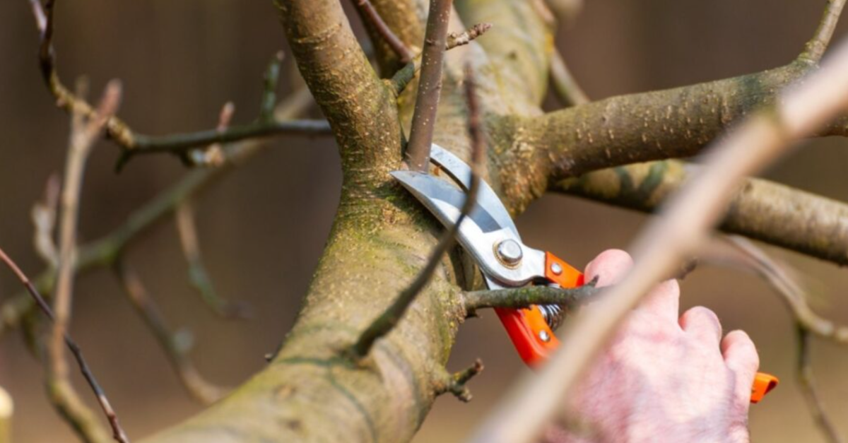 Ősz: 8 gyümölcsfa, amelyet novemberben feltétlenül meg kell metszeni
