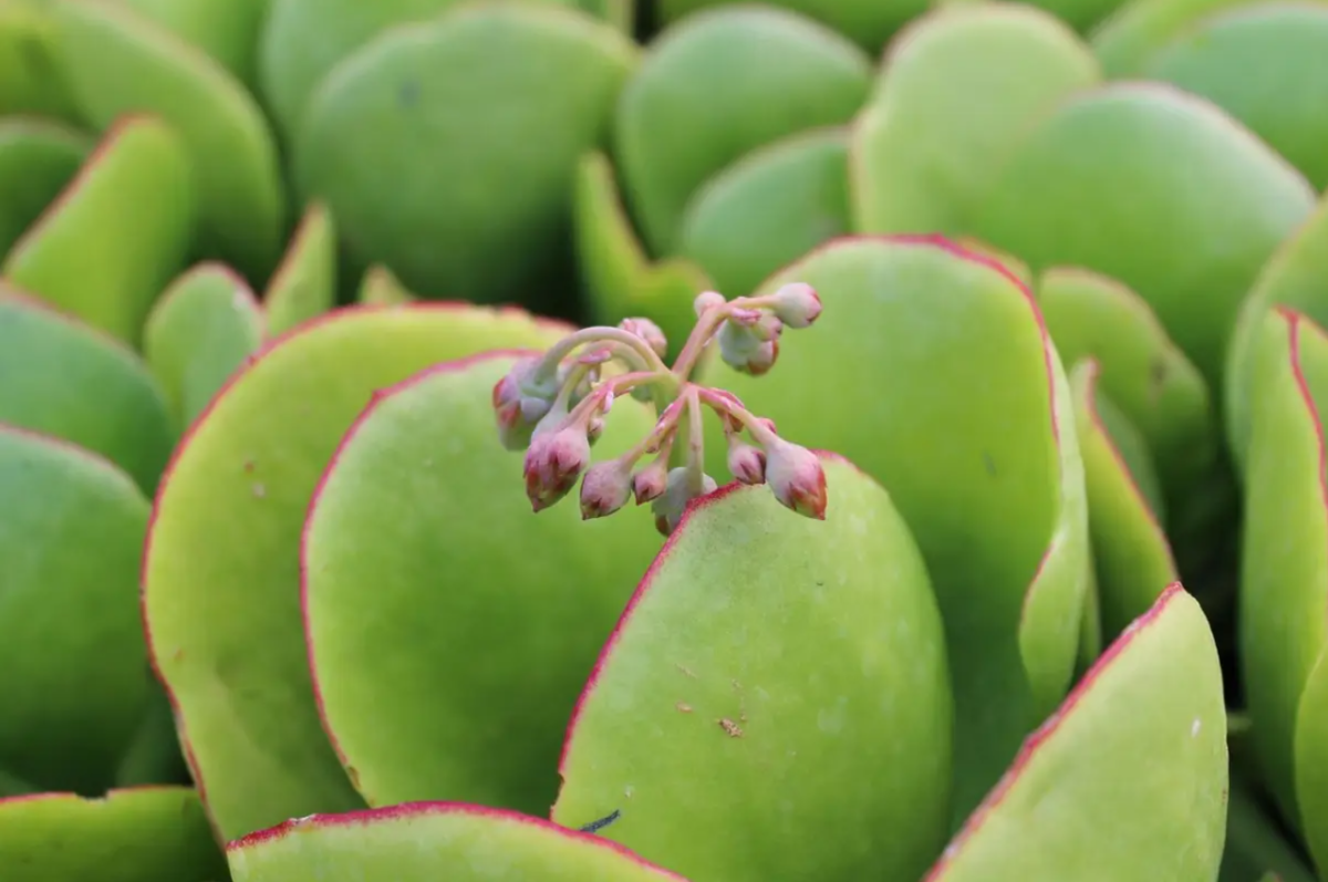 Peperomia: a tökéletes pozsgás növény azoknak, akiknek „nincs zöld ujjuk” – és még a levegőt is tisztítja