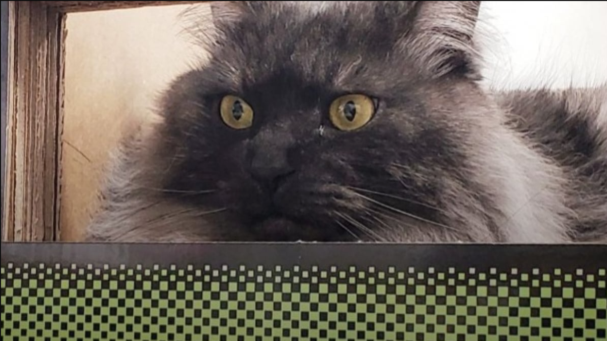 Tíz ember tucatjai búcsúztatták a nyugdíjba vonuló „állomásfőnök” macskát